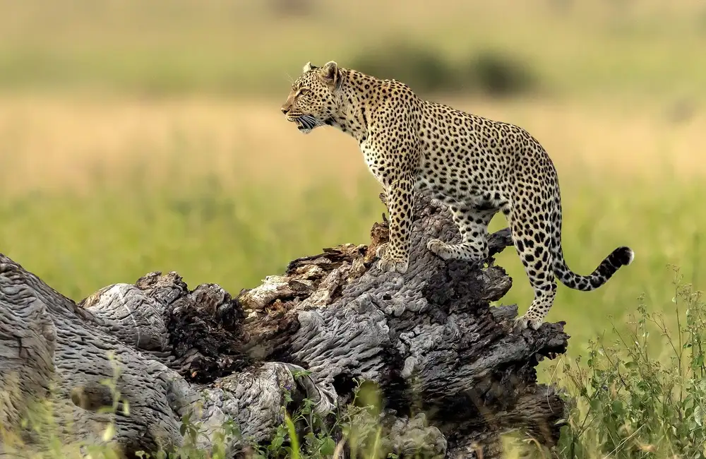 DAmico, Giuseppe: Leopardo - Serengeti,Tanzania
