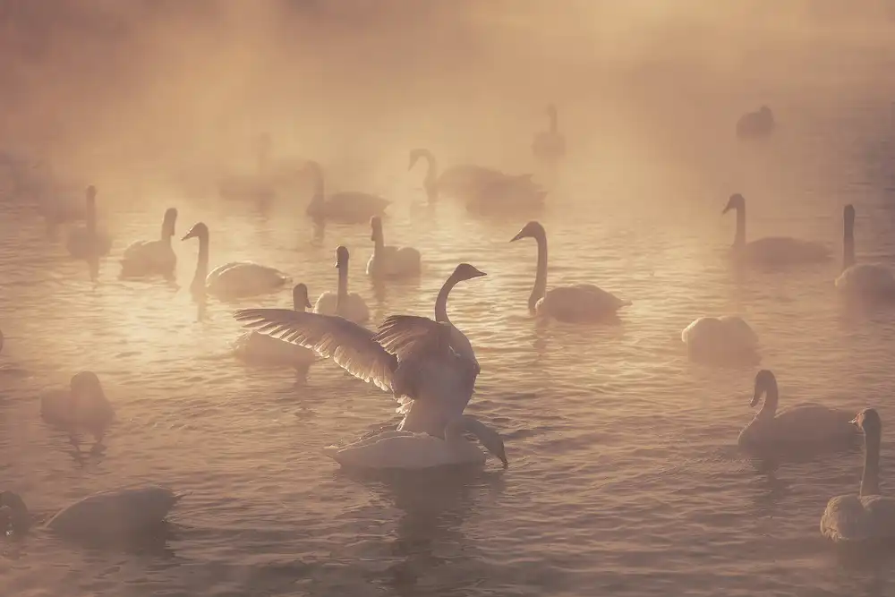 Kupratsevich, Dmitry: Cigni all'alba