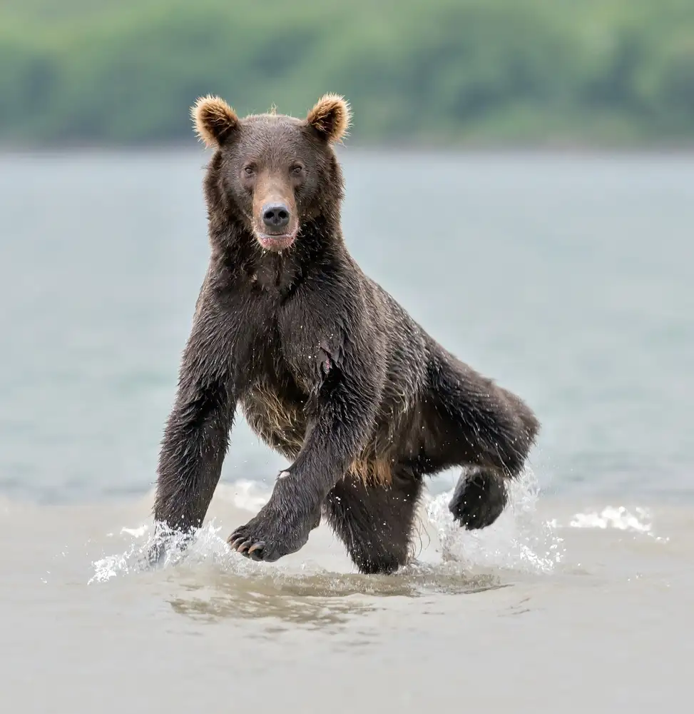 DAmico, Giuseppe: Yogi
