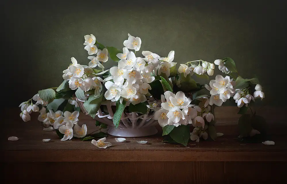 Lankina, Alina: Jasmin