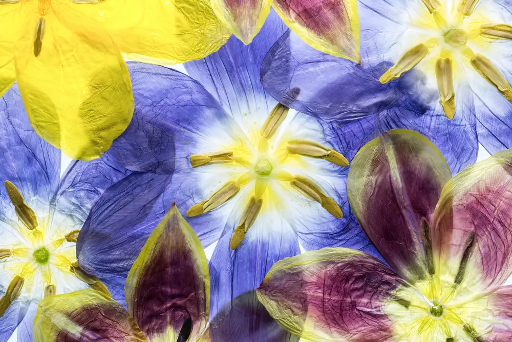 Disher, Mandy: tulipány