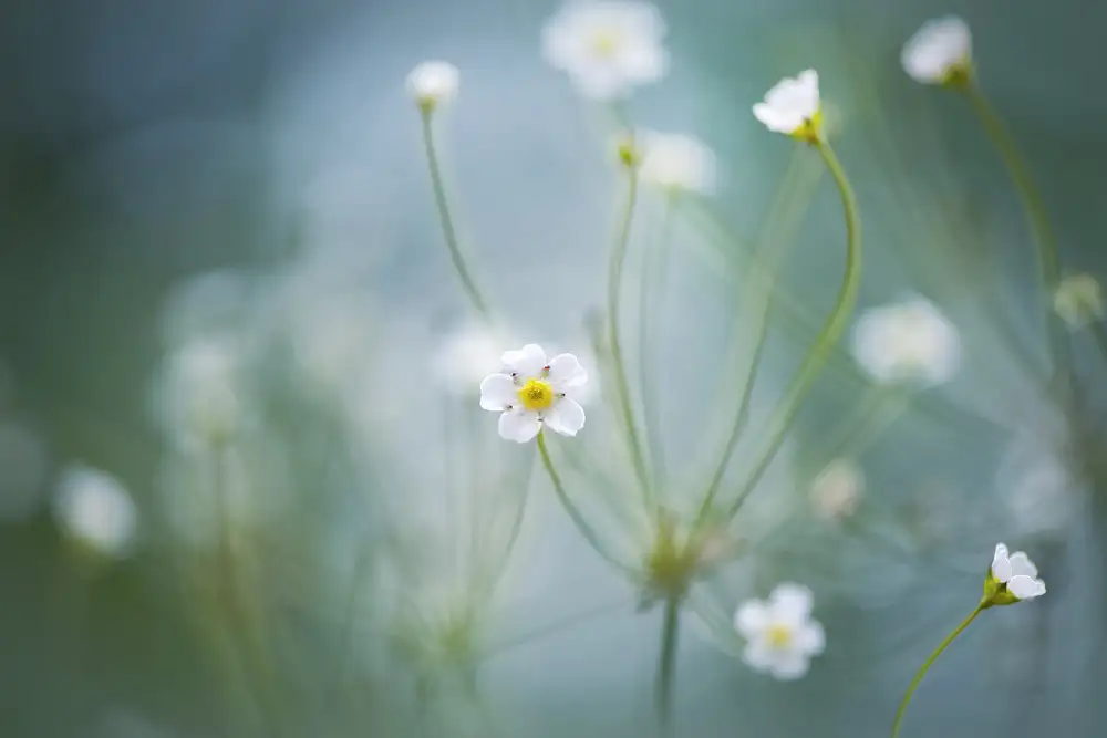 Parker, Jacky: Rock Jasmine