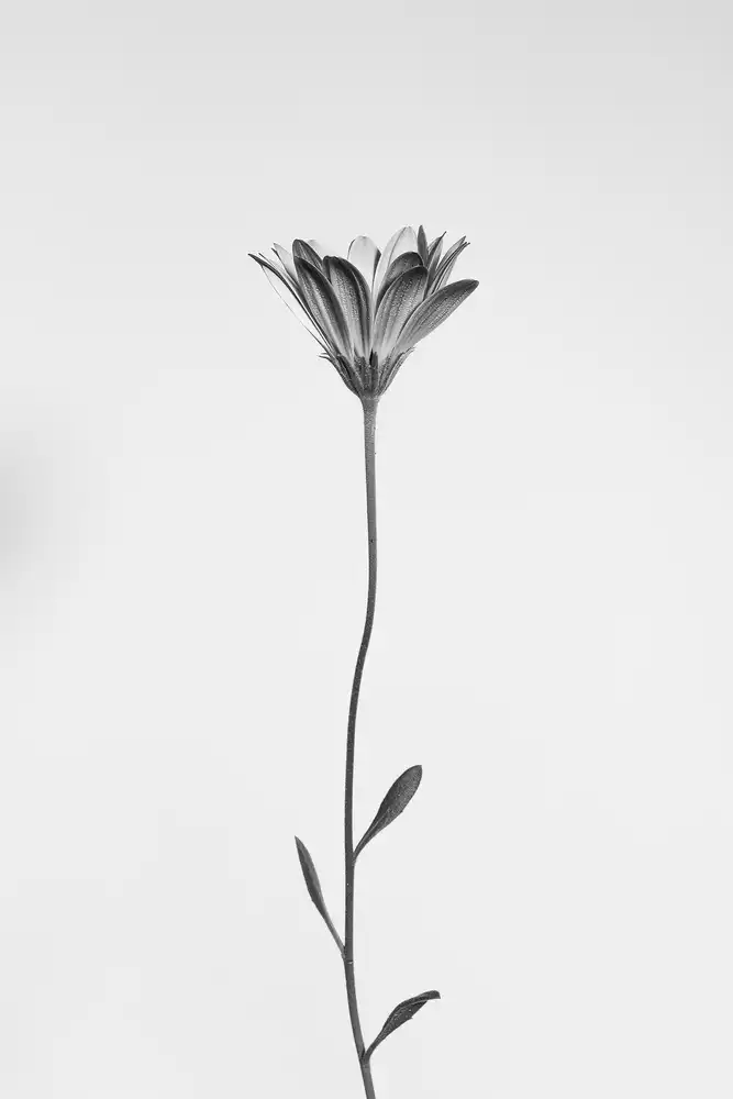 Lagandré, Thierry: Daisy