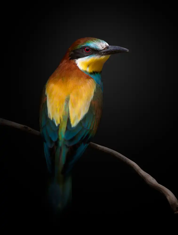 Fegari: PRISMACOLORE