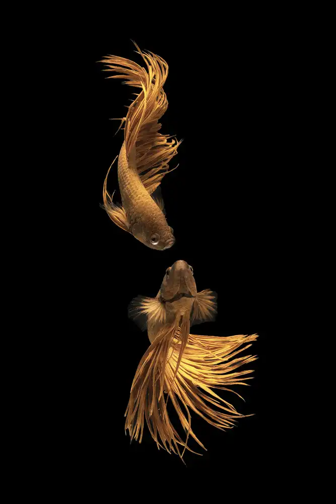 Rahayu, Ganjar: Storia d'amore del pesce d'oro