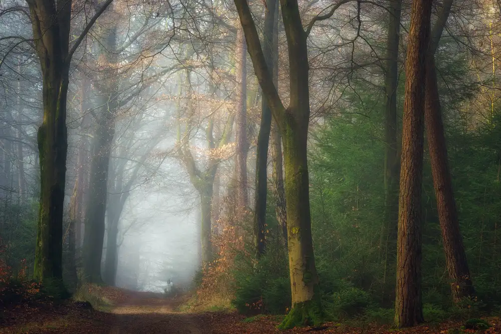 Borggreve, Ellen: Once Upon A Dream