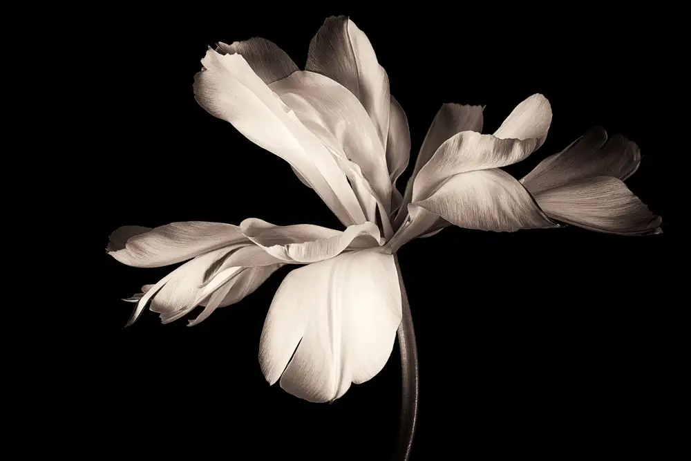 Myles, Penny: Exotický císař tulipánů
