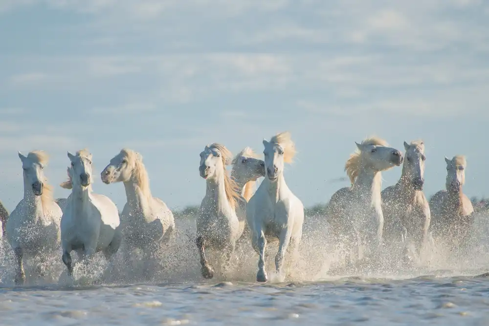 Anton, Rostovskiy: Engel der Camargue