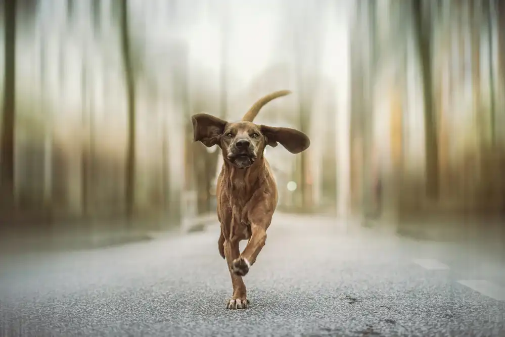Willers, Heike: Dancing in the Streets