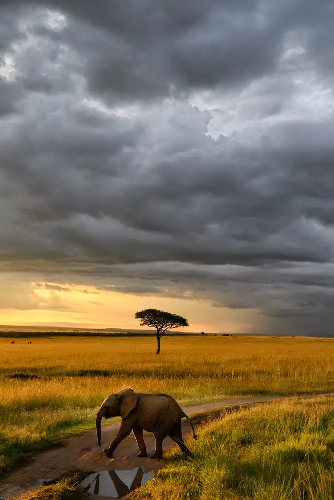 Marchegiani, Roberto: Sonnenuntergang in der Masai Mara