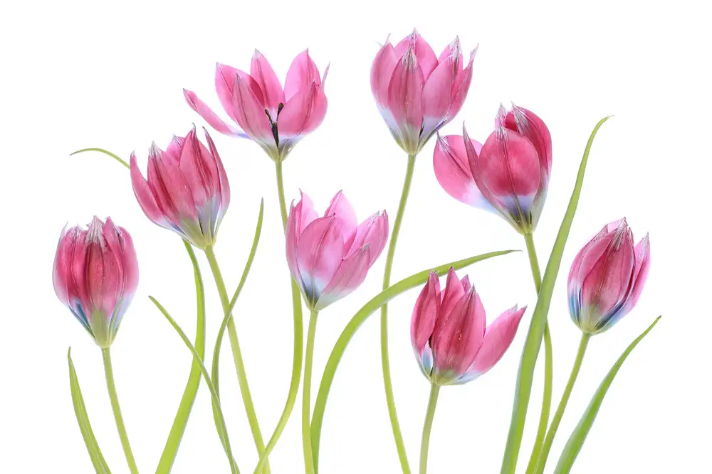 Disher, Mandy: Tulipánová tvářenka