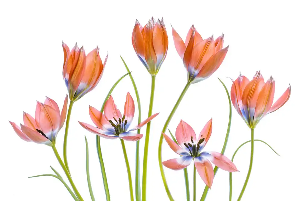 Disher, Mandy: Meruňkové tulipány