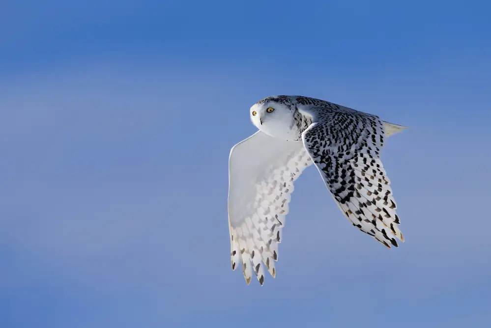Zuo, Jun: Fliegen unter Blau