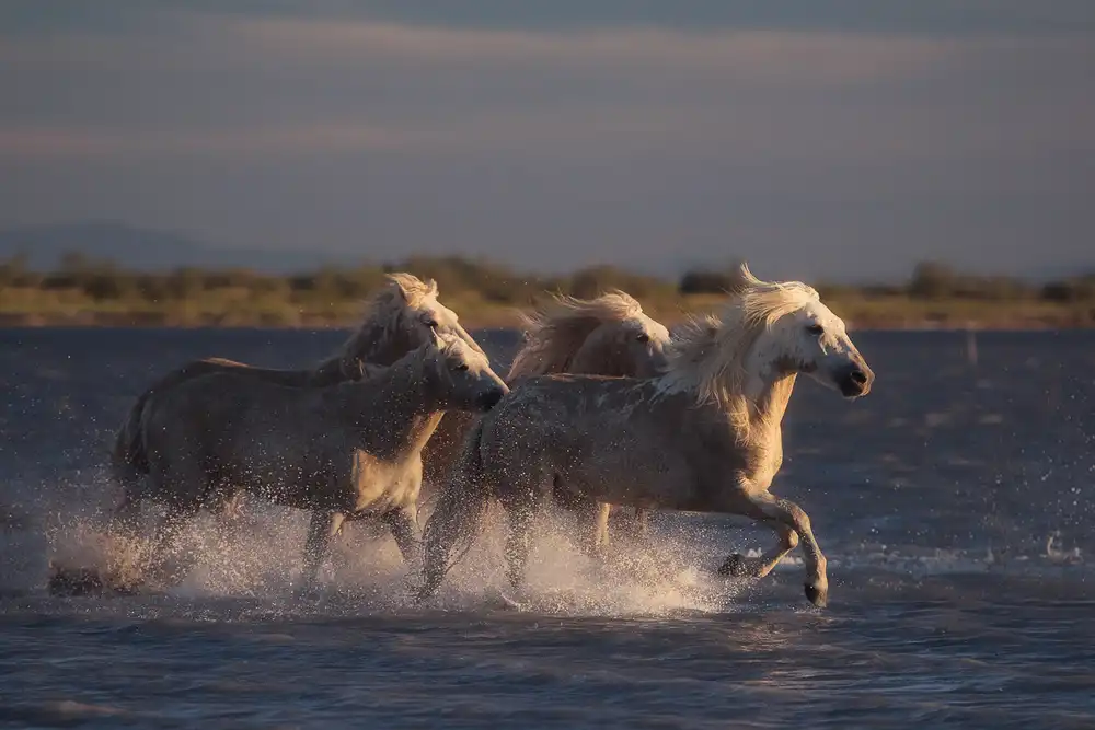 Anton, Rostovskiy: Engel der Camargue