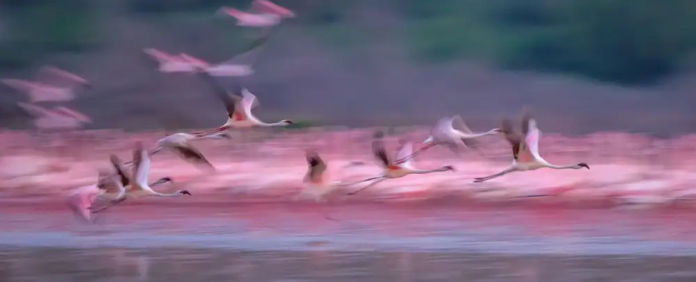 Hua, David: Flamingos im Morgengrauen