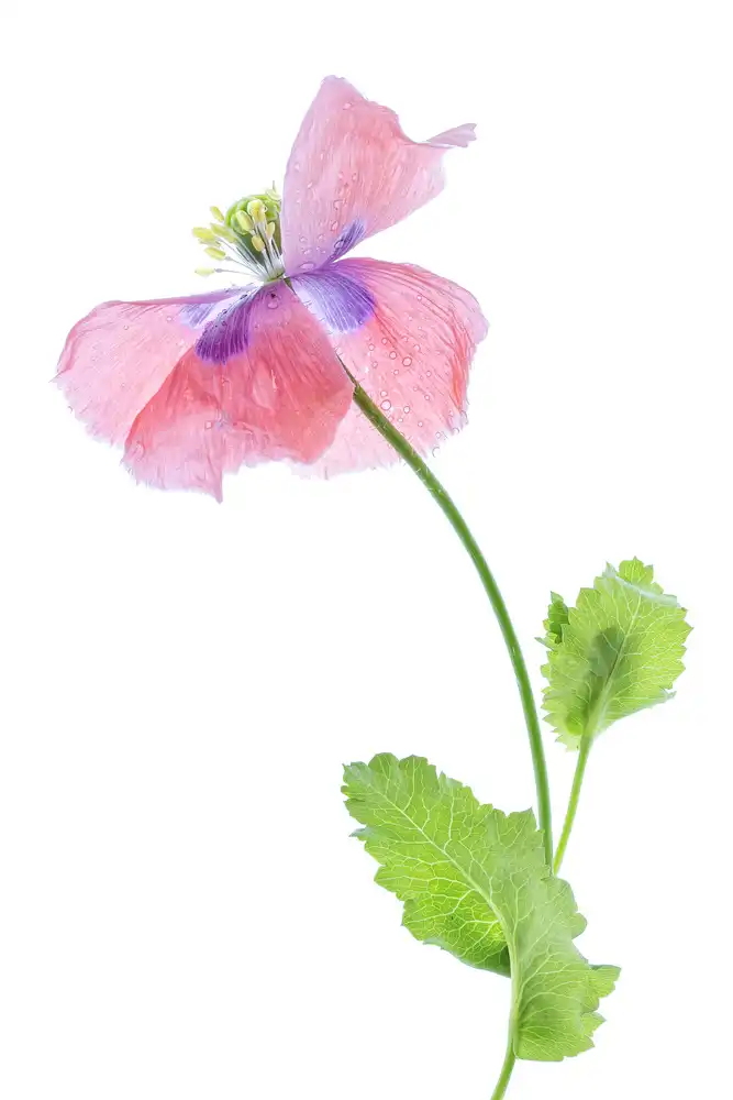 Disher, Mandy: Coquelicot