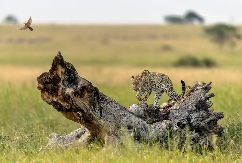 DAmico, Giuseppe: Leopard a pták