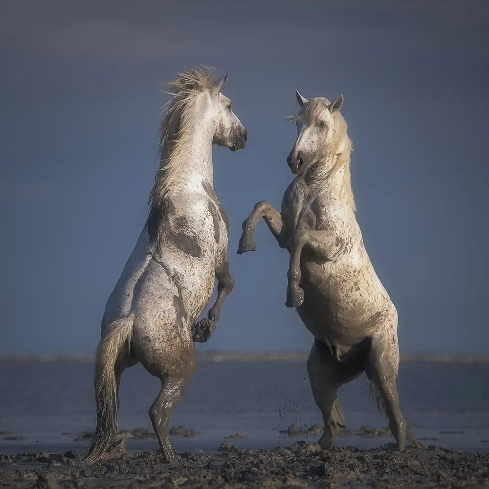 Anton, Rostovskiy: Confronto
