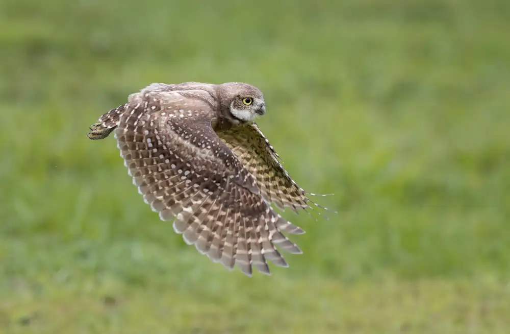 Barsh, Greg: On the hunt
