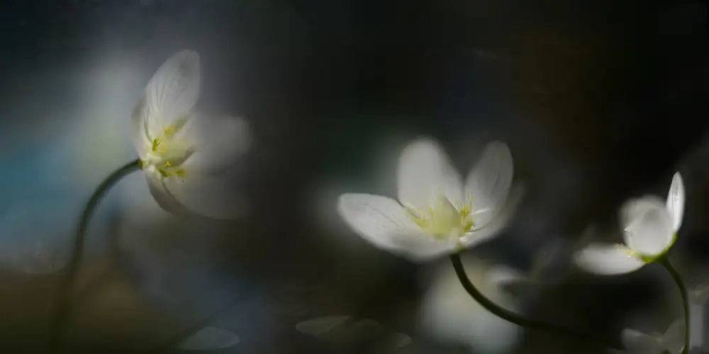 Westum, Heidi: Luce nell'oscurità