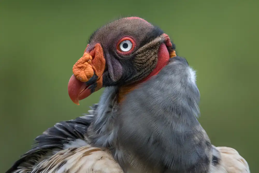 Barsh, Greg: Carrion King