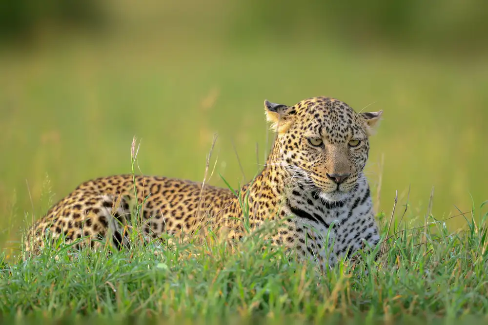 Roshkumar: Il Leopardo