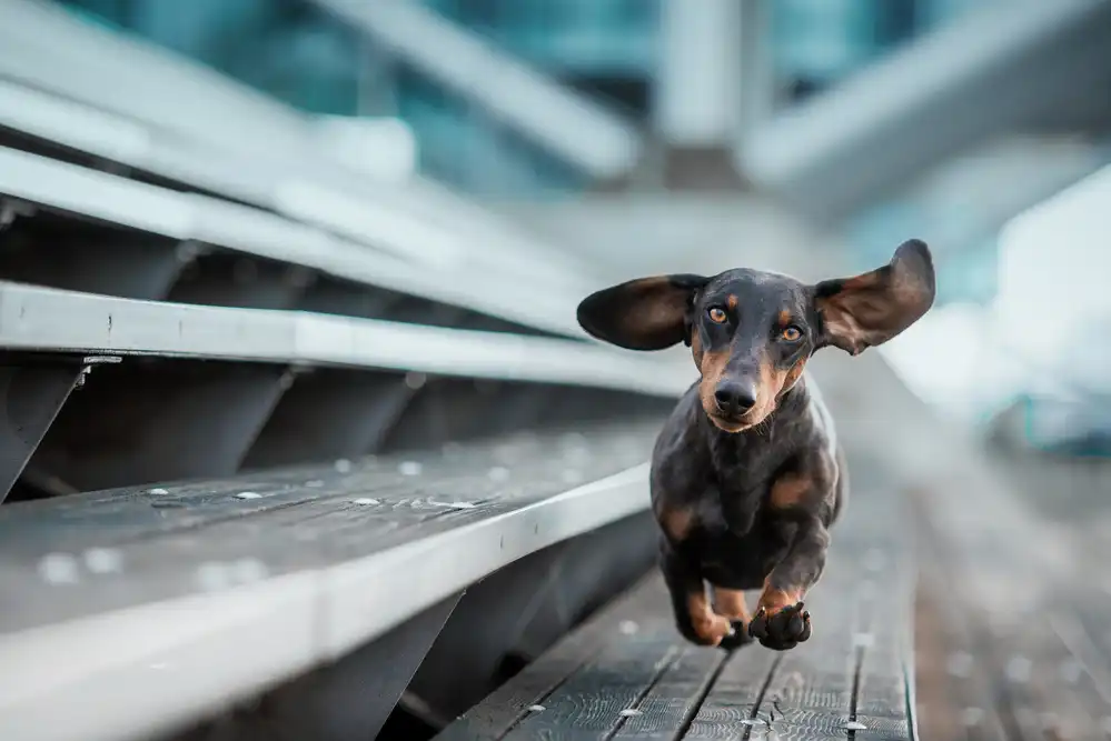 Willers, Heike: Un pequeño perro se mueve por el mundo....