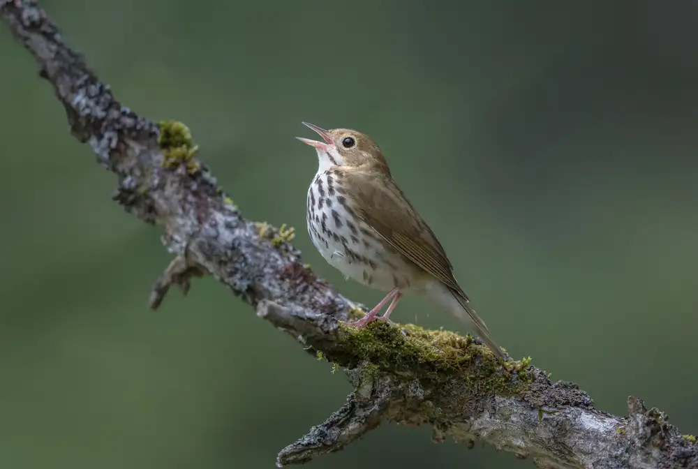 Barsh, Greg: In the forest