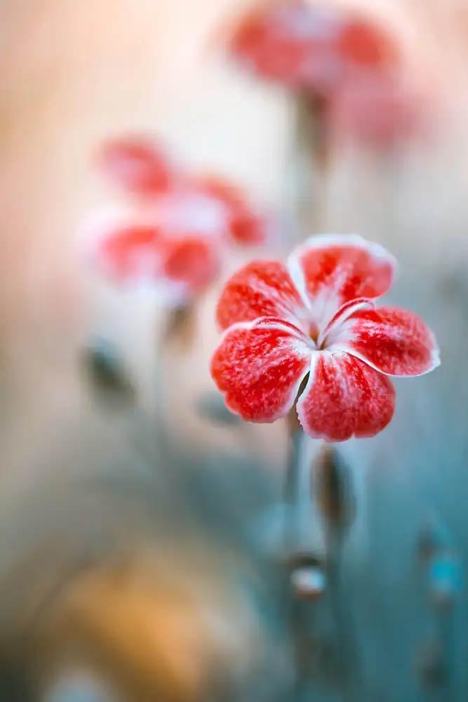 Disher, Mandy: Dianthus