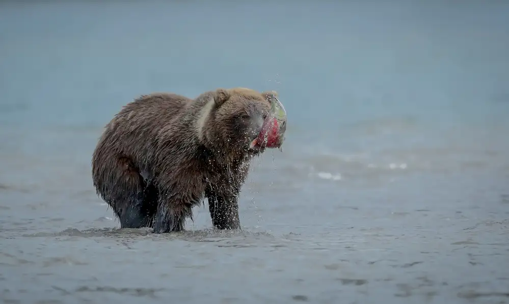 Roshkumar: Orso Con Salmone