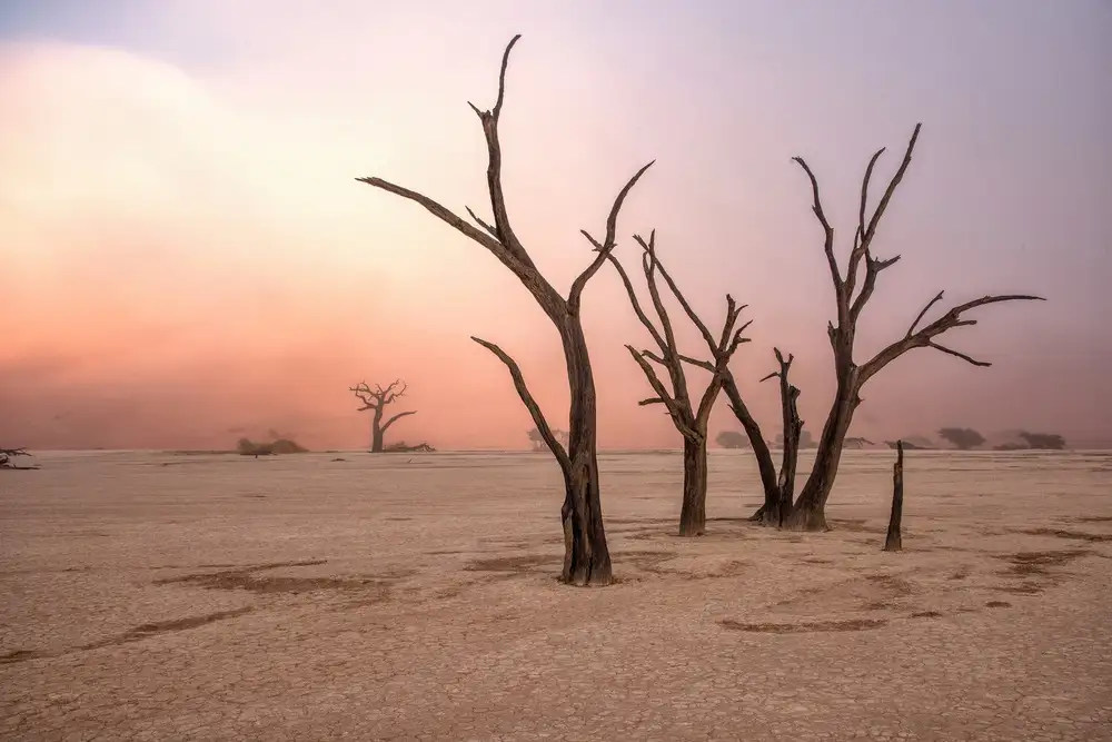 DAmico, Giuseppe: Nebbia a Deadvlei