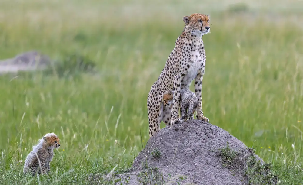 Roshkumar: Ghepardo e cuccioli