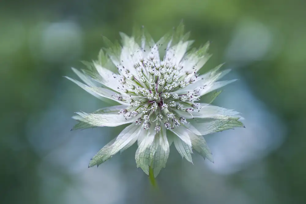 Parker, Jacky: Astrantie