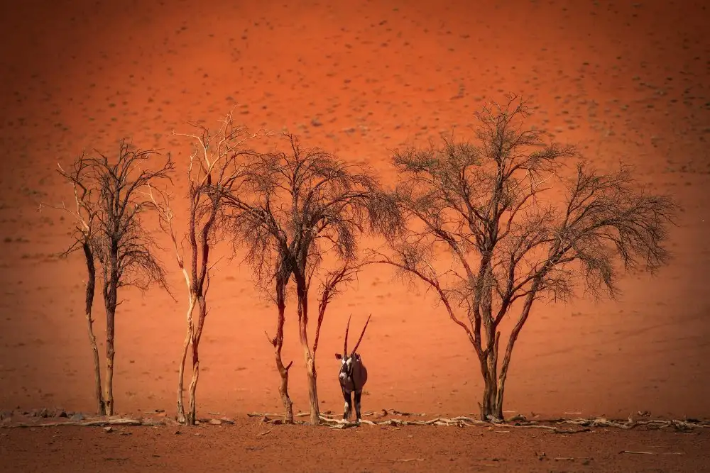 Caplikas, Irca: in der Mittagshitze