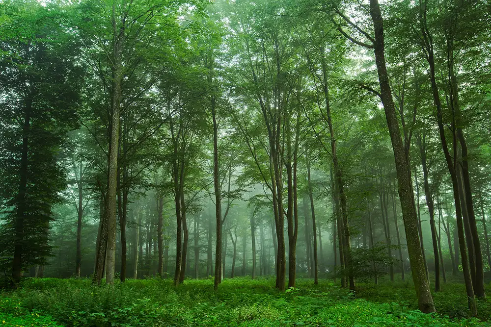 Løndal, Leif: Vista sulla foresta