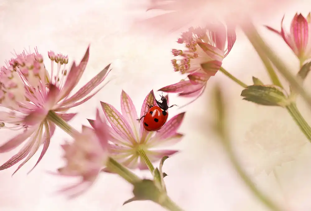 Deelen, van Ellen: Marienkäfer und rosa Blumen