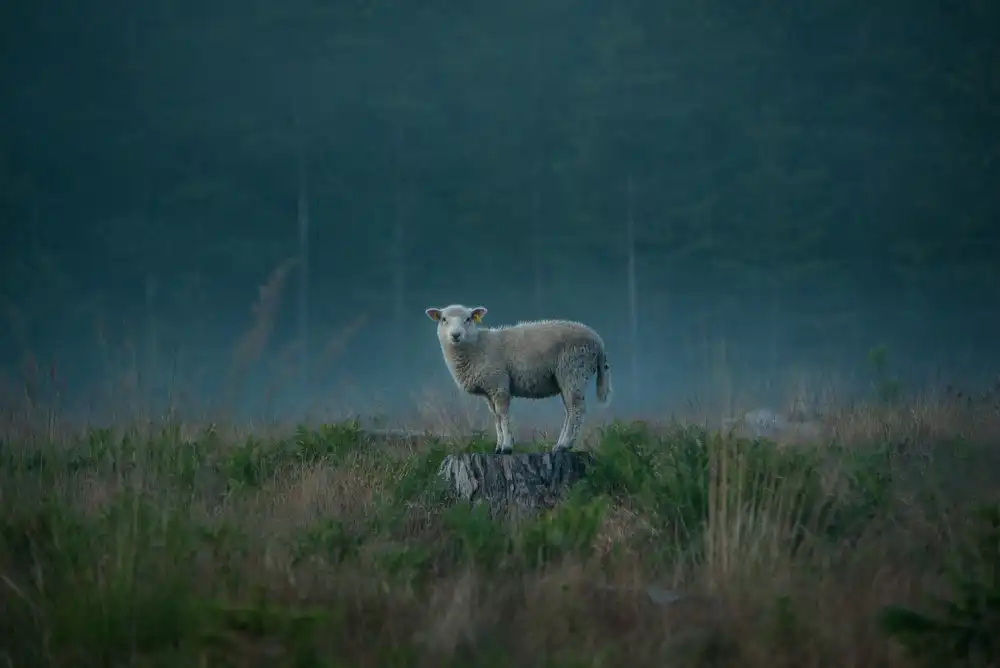 Lindsten, Christian: Launisches Schaf