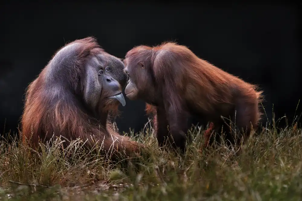 Wilkinson, Hugh: Des singes pour compagnons
