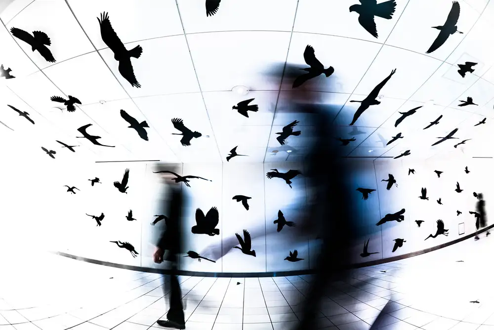 Hashimoto, Tetsuya: Gli uccelli