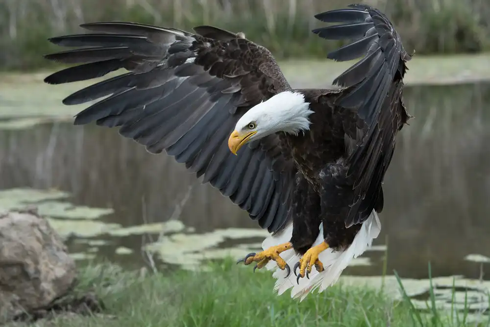 Hewson, Darlene: Weißkopfseeadler