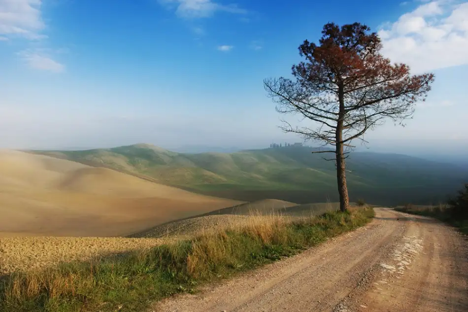 Kravanja, Jure: Albero solitario