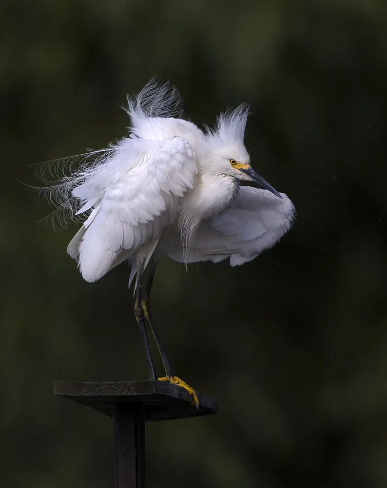 Verdon: Fluffing up...