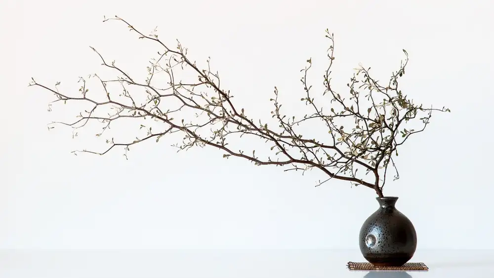 prbimages: Vase Et Branche