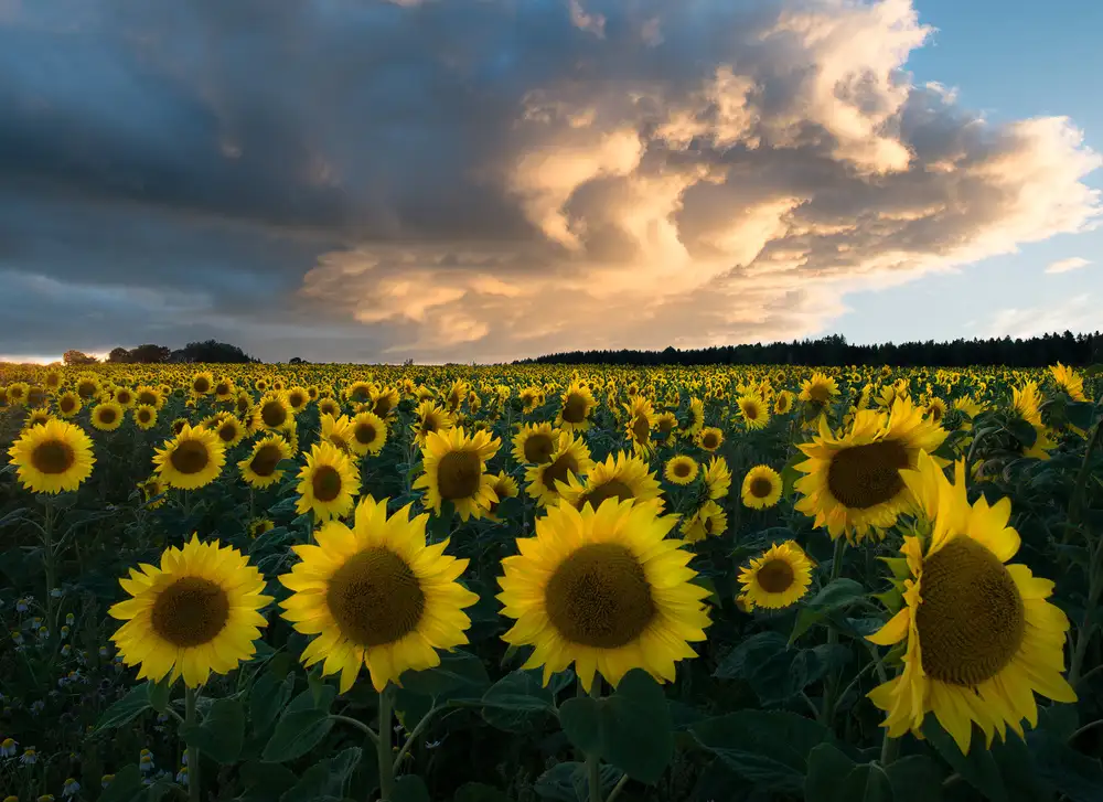 Lindsten, Christian: Sonnenblumen in Schweden.