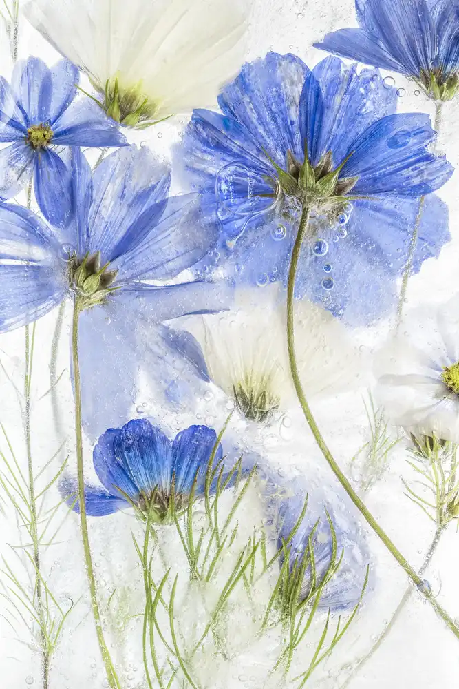 Disher, Mandy: Bleu cosmos