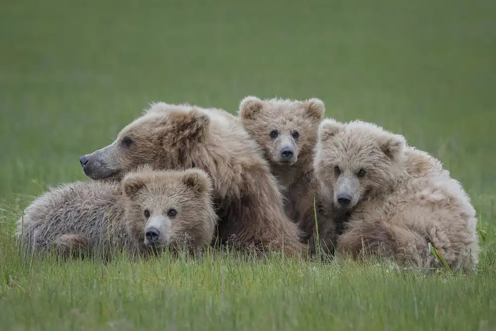 Doyle, Renee: Câlin d'ours