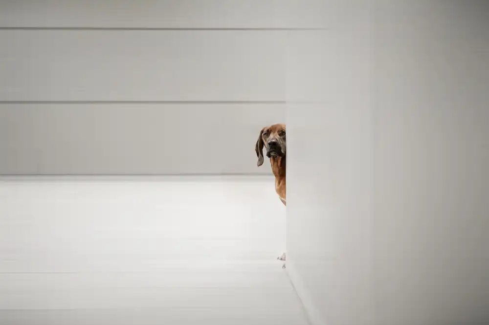 Willers, Heike: minimalismo
