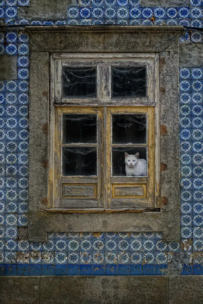 Lobato, C. Jose: Il gatto alla finestra