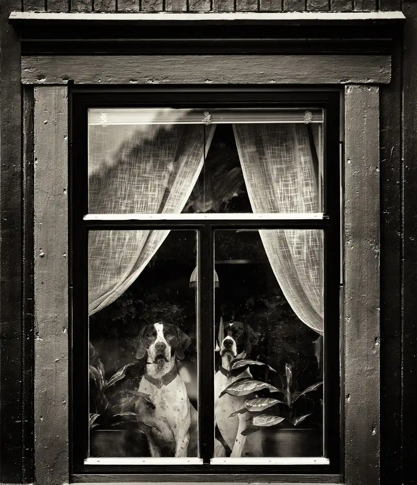 Oncete, Julien: Chiens