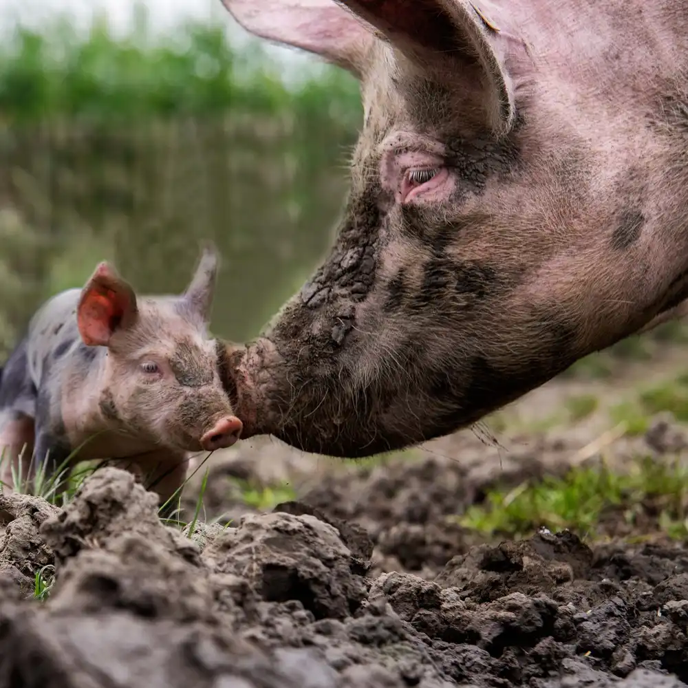 Bosch, den Gert: Steigen Sie in den Schlamm und machen Sie sich schmutzig